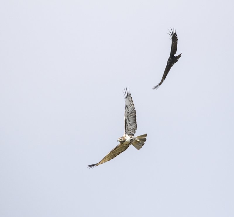 Red-tailed Hawk