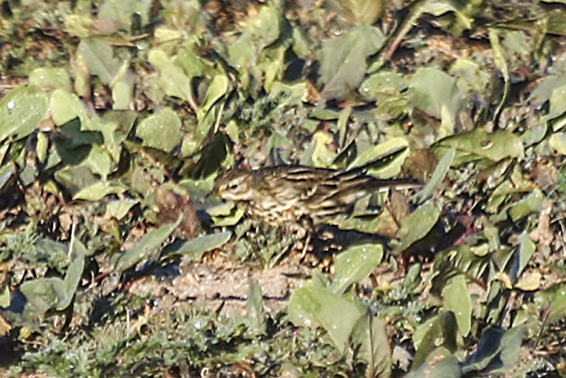 Red-throated Pipit