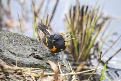 American Redstart