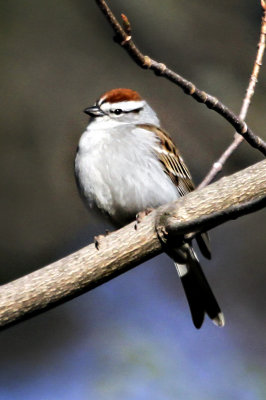 Chipping Sparrow