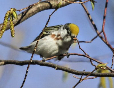Chest-sided Warbler