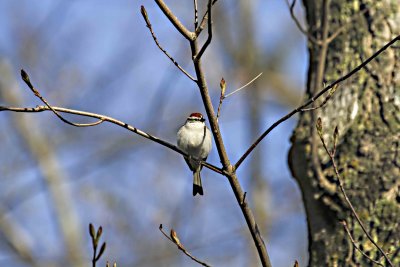 chipping sparrow 