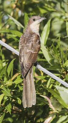 Black-billed Cuckoo