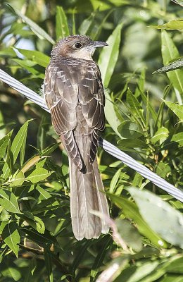 Black-billed Cuckoo