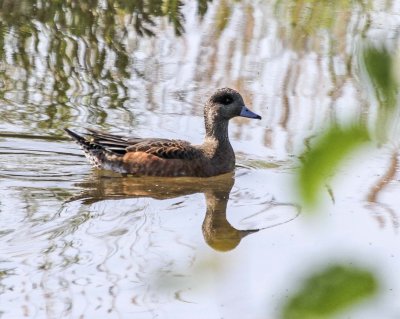American Wigeon