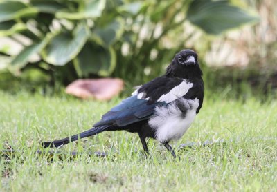 Black-billed Magpie