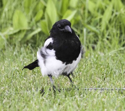 Black-billed Magpie