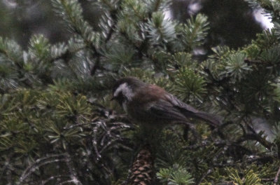 Chestnut-backed Chickadee