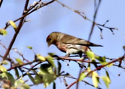 Common Redpoll