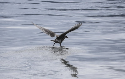 Glaucous-winged Gull