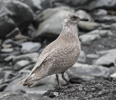Glaucous-winged Gull