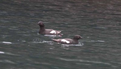 Pigeon Guillemot