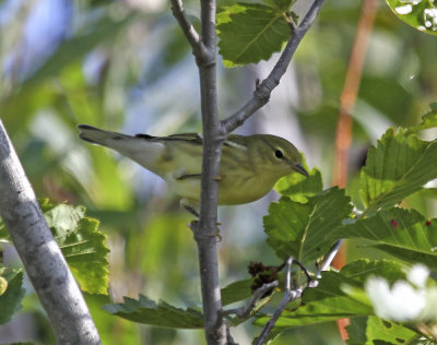 Pine Warbler