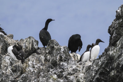 Pelagic Cormorant