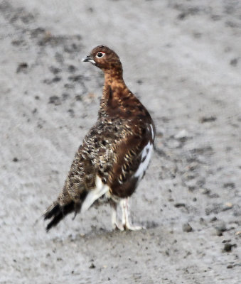 White-tailed Ptarmigan