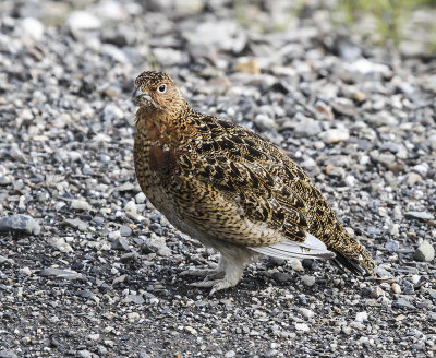 White-tailed Ptarmigan