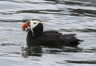 Puffin-tufted