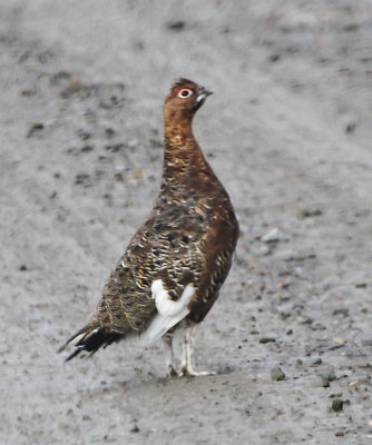White-tailed Ptarmigan