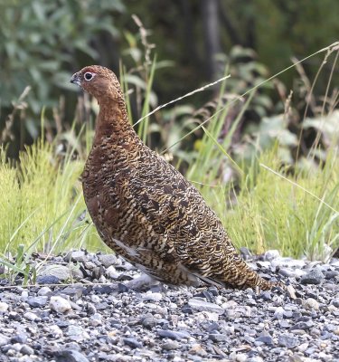 White-tailed Ptarmigan