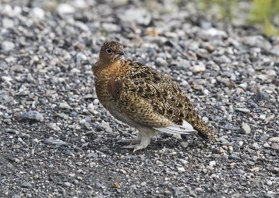 White-tailed Ptarmigan