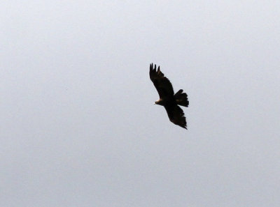 Golden Eagle
