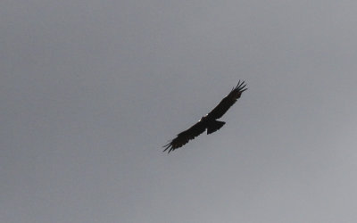 Golden Eagle