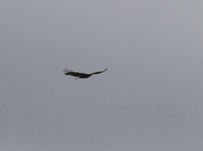 Golden Eagle