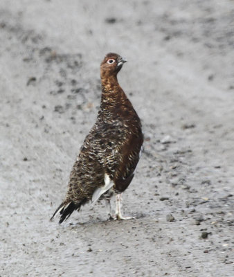 White-tailed Ptarmigan