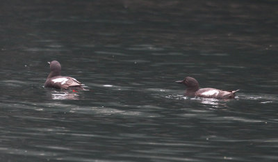 Pigeon Guillemot