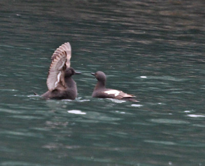 Pigeon Guillemot