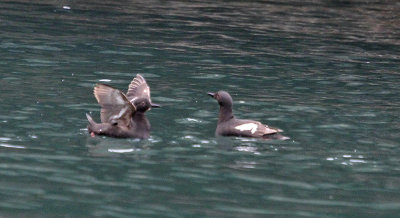 Pigeon Guillemot