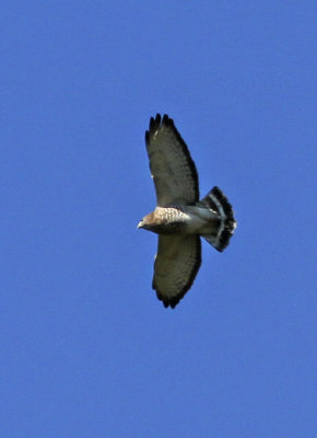 Broad-winged Hawk