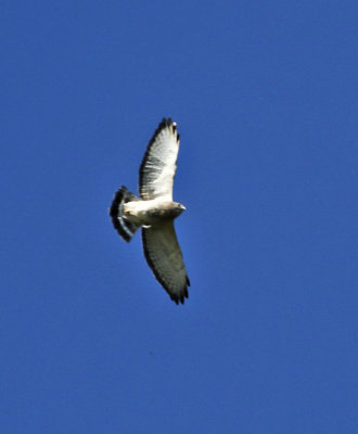Broad-winged Hawk