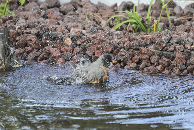 American Robin