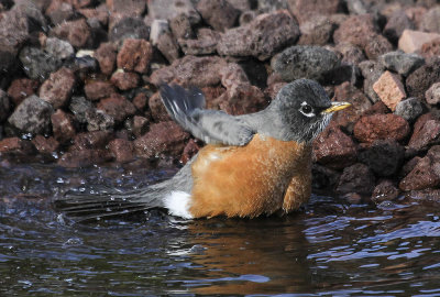 American Robin