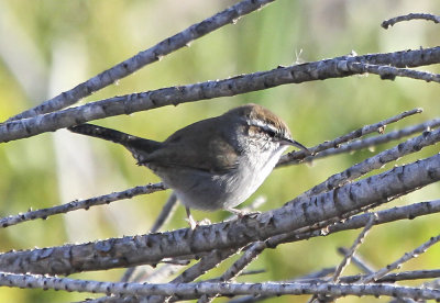 Bewick's Wren