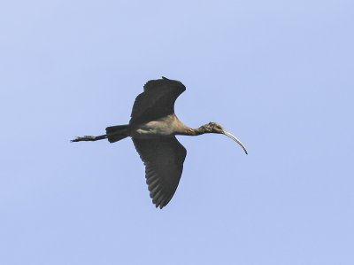 White-faced Ibis