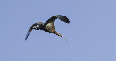 White-faced Ibis