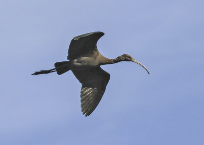 White-faced Ibis