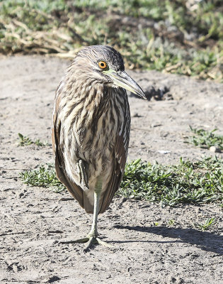 Black-crowned Night-Heron