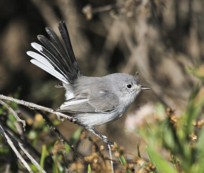 Hermit Warbler