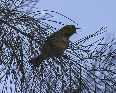 Hermit Warbler