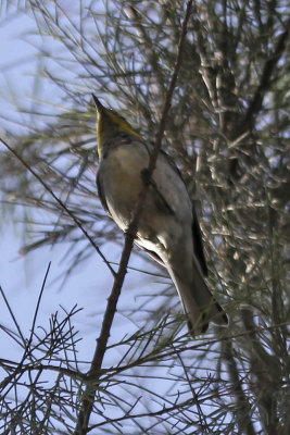 Hermit Warbler