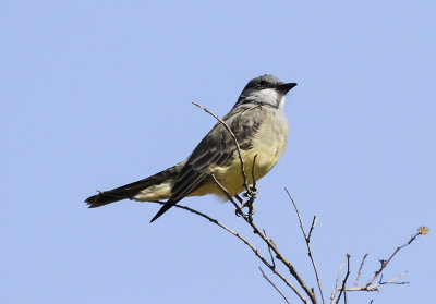Tropical Kingbird