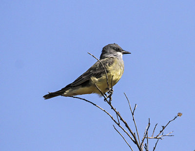 Tropical Kingbird