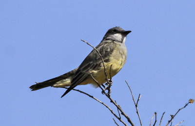 Tropical Kingbird