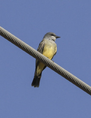 Tropical Kingbird