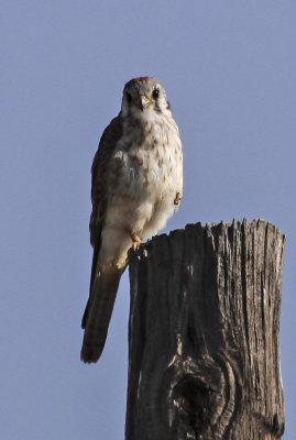 American Kestrel