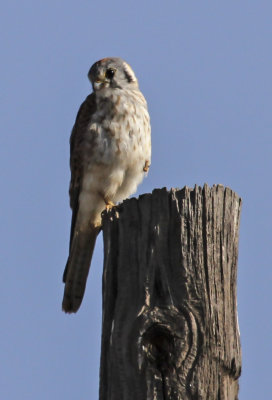 American Kestrel