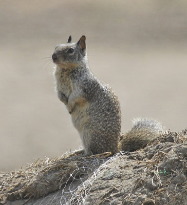 Ground Squirrel